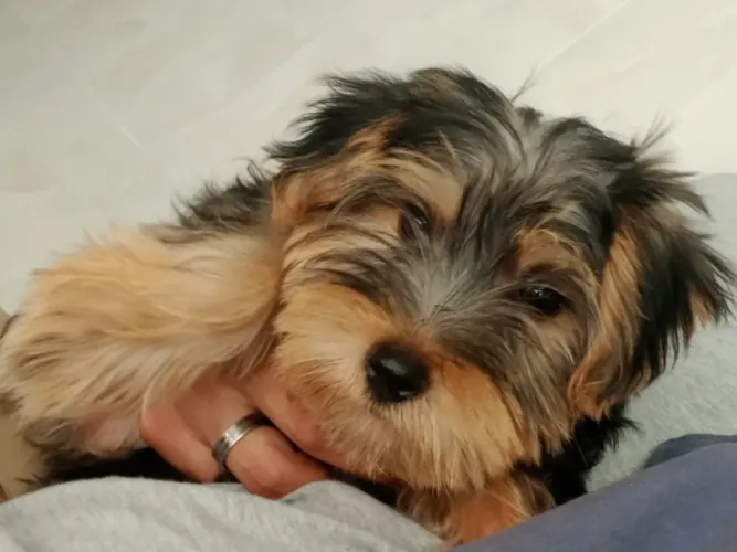 Cachorro York shire