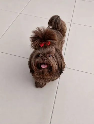 Procuro cachorro Shitzu macho  q seja pequeno para cruzar com minha cachorrinha 