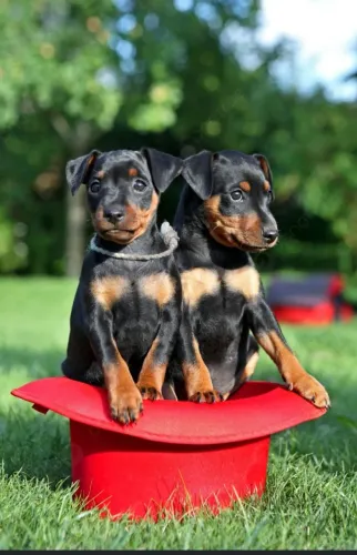 Pinscher original ( padrão de exposição)