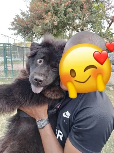 Doação Responsavel de Chow Chow