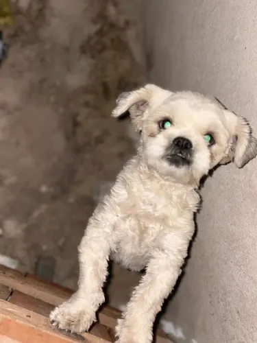 Cachorro dócil