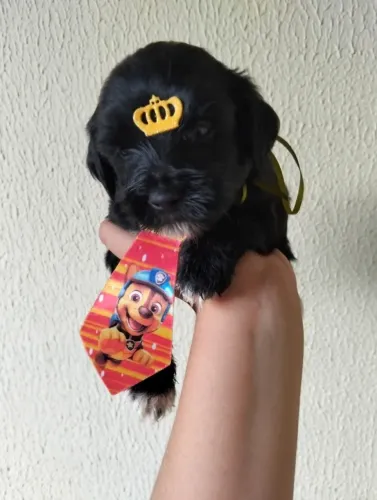 Filhote de poodle