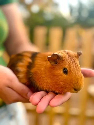 Porquinho da índia 