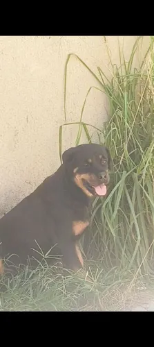 Rottweiler fêmea com pedigree