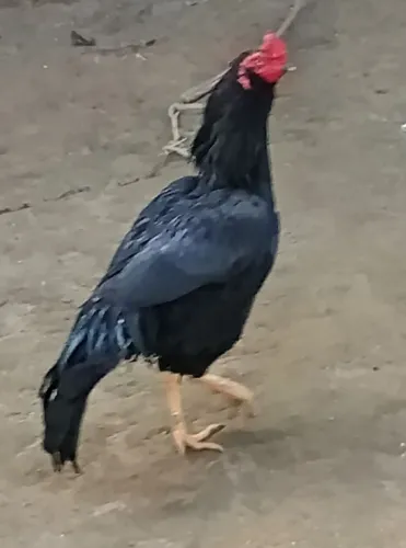 Galo índio negro