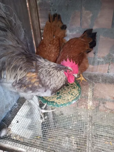 Vendo 2 galinhas caipira e um galo