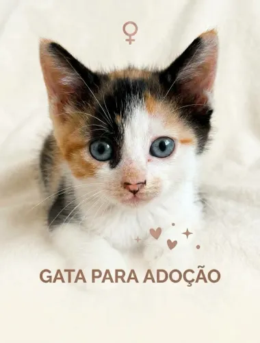 Gatos para adoção responsável