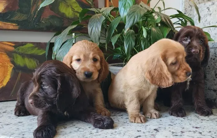 Machos e Fêmeas de Cocker Com Pedigree!!