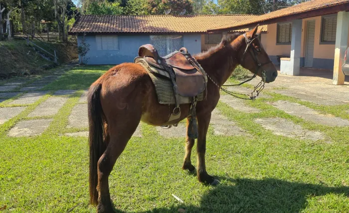 Cavalo Petiço manso
