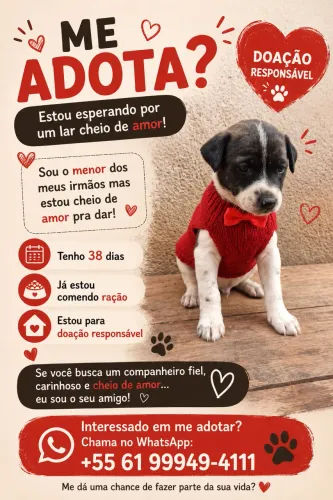 Cachorro 