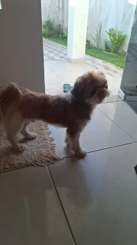 Doação do shitzu