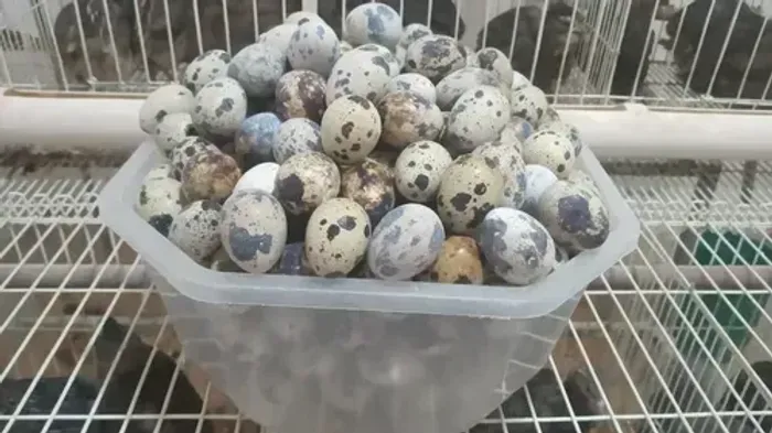 30 Ovos de codorna gigante