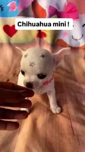 Chihuahua pelo curto filhotes