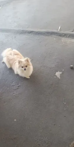 Vendo um lindo Spitz alemão macho