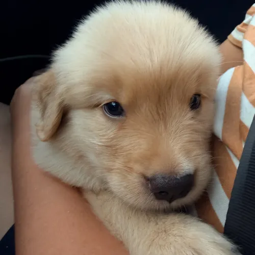 Filhote de Golden Retriever 