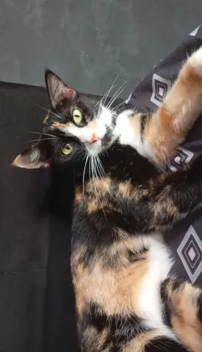 Gata em doação!
