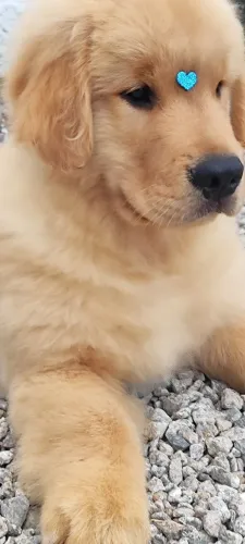 Fêmeas Golden Retriever filhotes disponível