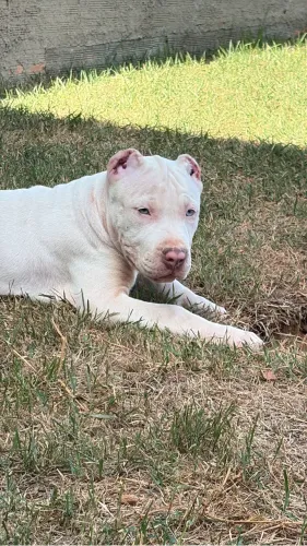 Pit monster fêmea 3 meses