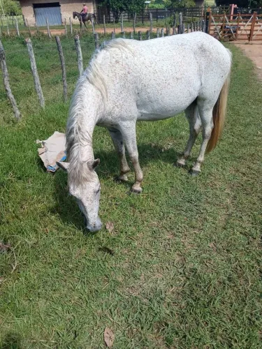 Vendo cavalo mestiço de manga larga.