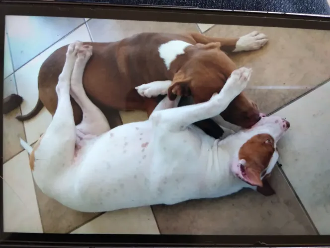 pit bull filhotes