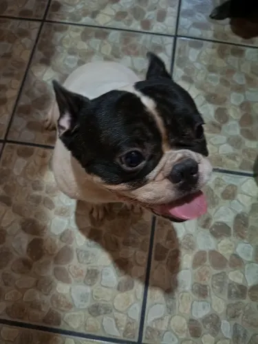 Bulldog francês para cruza