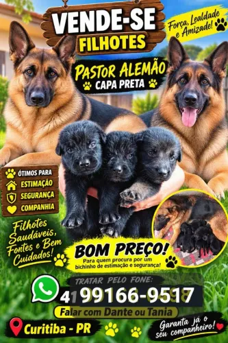 PASTOR ALEMÃO CAPA PRETA