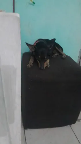 Cachorro pinscher