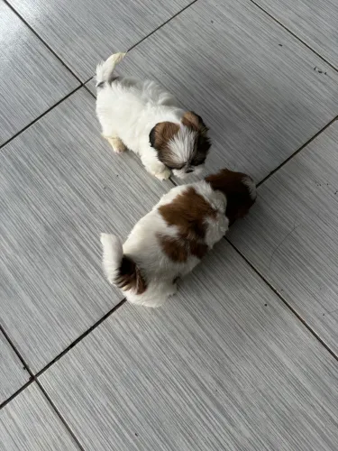 Shi-tzu fêmeas