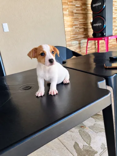Filhotes Jack Russell Terriê