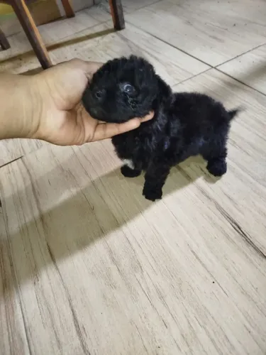 Totzinho 
