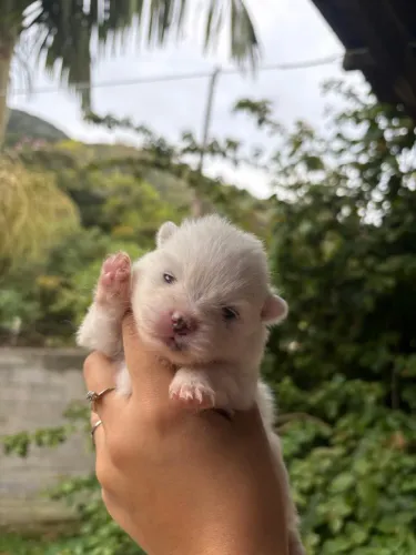 Filhotes de lulu da pomerania 