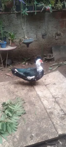 Pato a venda