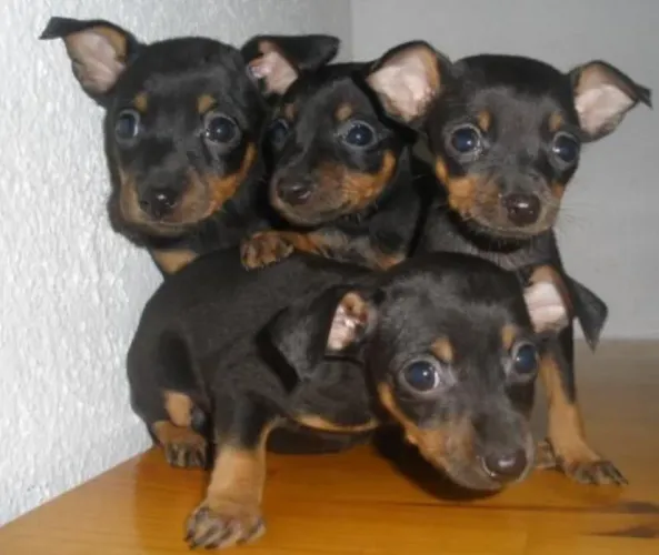Pinscher
