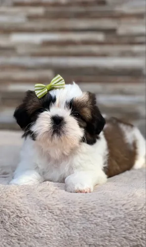 Shihtzu mini fêmea e macho dividimos em até 12x