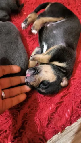 Vendo filhotes de American bully pocket .1500 qualquer filhote pra vender rápido