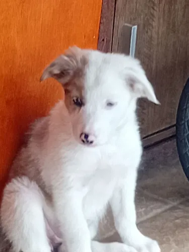 Vende-se filhote border Collie