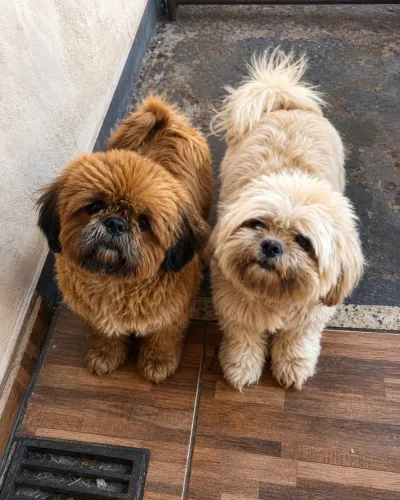 Vendo filhotes de lhasa apso