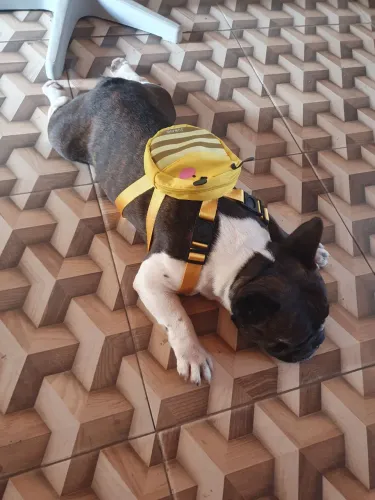 Buldogue Francês à procura de uma namorada