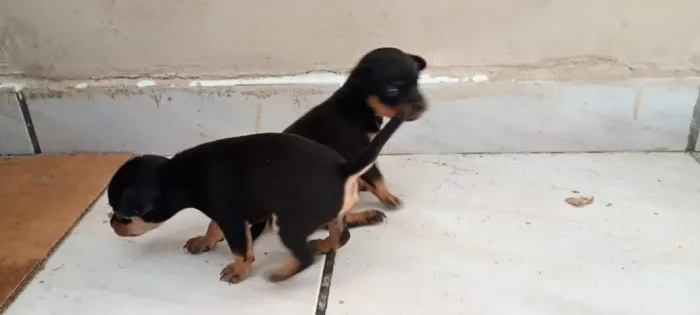 Cachorro Pinscher