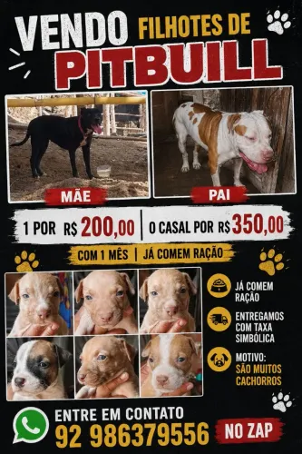 Filhotes de pitbull