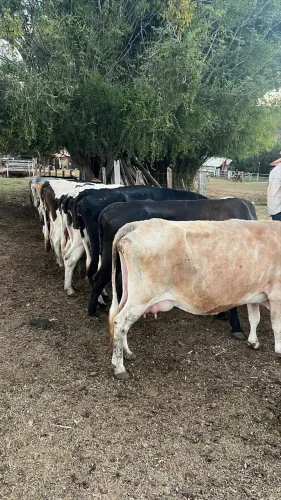 Vacas leiteiras com bezerros ao pé