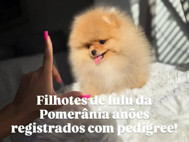 Criação especializada em raças pequenas! A partir de mil Reais!