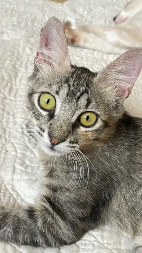 Gata castrada negativa fiv e felv