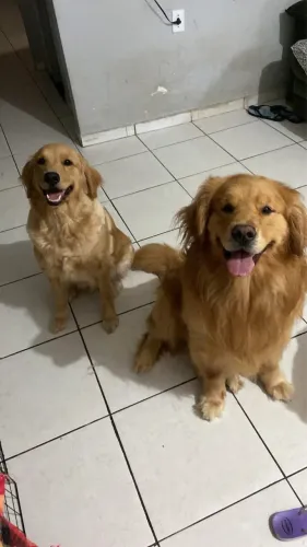 Tenho filhotes de golden fêmeas disponível