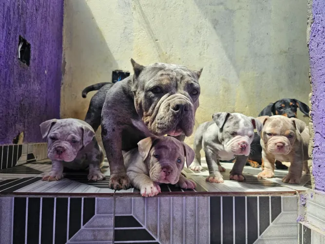 Filhotes de American bully micro