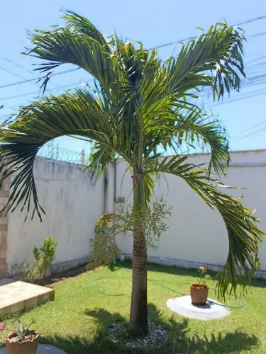 Palmeira-Veitchia