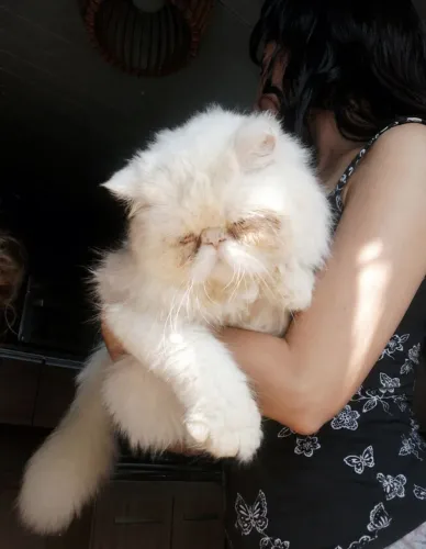 Gata persa