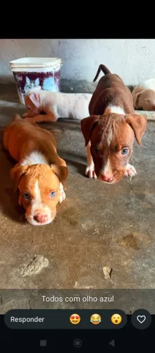 Pitbull Monsters 