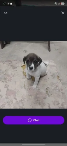 Doação filhote de Cachorro