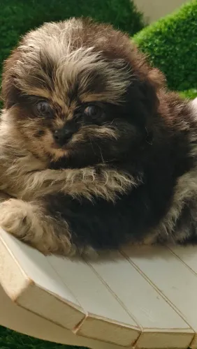 Lulu da Pomerânia